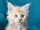 Un chaton Maine Coon LOOF crème à réserver