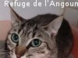 Chat à adopter