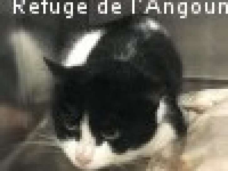 Chatte noir et blanc disponible à l'adoption