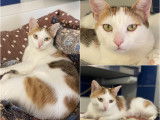 Chatte à adopter