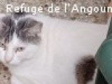Chat tigré et blanc à donner