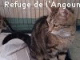 Chatte tigrée à céder