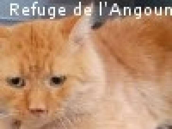 Chat à donner