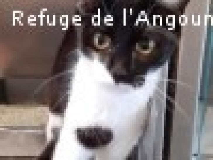 À donner : chaton femelle