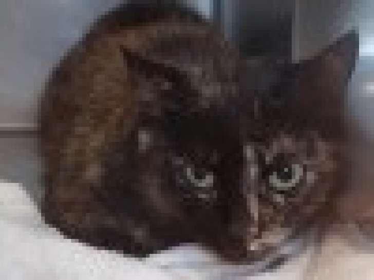 Chatte d'un an disponible à l'adoption