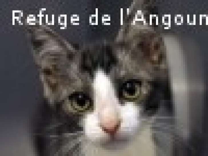 Chaton mâle cherchant une famille