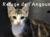 Don gratuit : chaton mâle tigré blanc