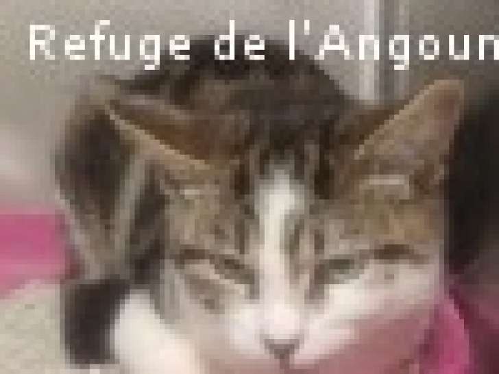 Chaton tigré blanc à céder