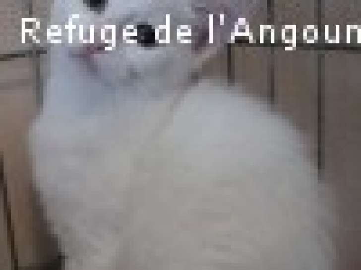 À céder : chaton blanc