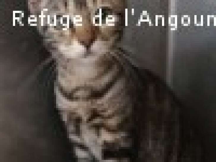 Disponible à l'adoption : un chaton femelle