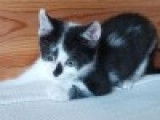 À adopter : chaton mâle de 3 mois