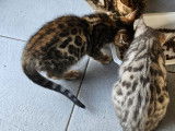 Chatons bengal  motif rosettes