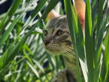 Chatons bengal  motif rosettes