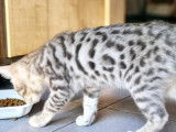 Chatons bengal  motif rosettes