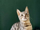 Chatons bengal  motif rosettes