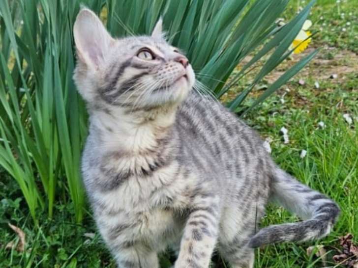 Chatons bengal  motif rosettes