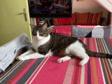 Chat tigré blanc cherchant un foyer