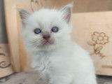 Trois chatons Ragdolls à réserver