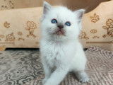 Trois chatons Ragdolls à réserver