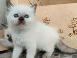 Trois chatons Ragdolls à réserver