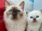 Trois chatons Ragdolls à réserver