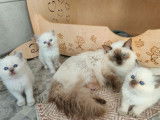 Trois chatons Ragdolls à réserver