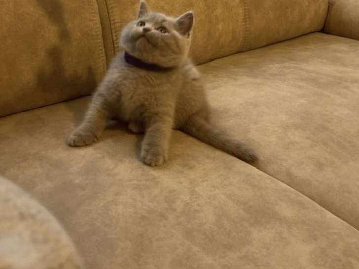 Adorables chatons British Shorthair à vendre