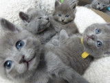 Chatons Bleu Russe à vendre