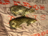 Chatons Savannah F2 à vendre