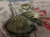 Chatons Savannah F2 à vendre