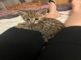 Chatons Savannah F2 à vendre