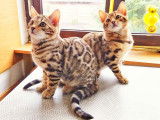 Merveilleux chaton Bengal à vendre pret pour partir vers sa nouvelle famille