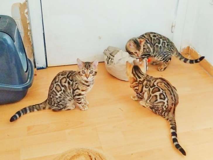 Merveilleux chatons Bengal à vendre