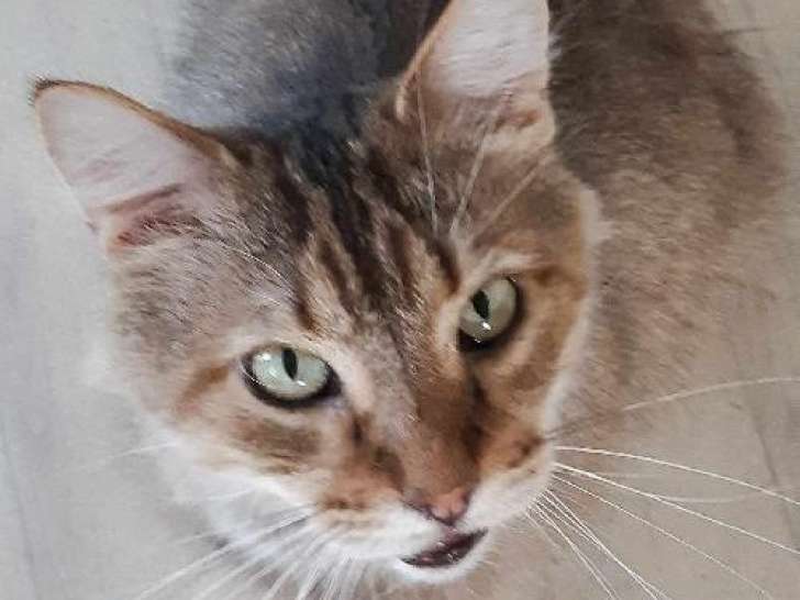 À céder : chat tigré gris