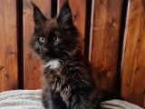 Chatonne Maine Coon noire à réserver