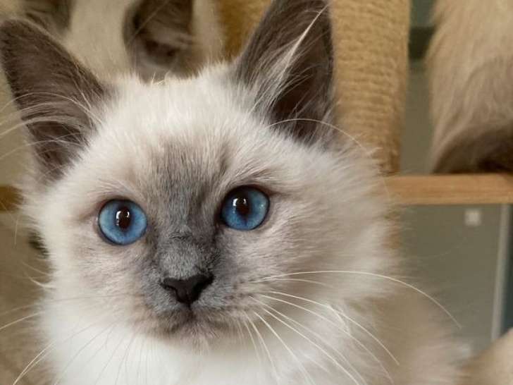 Deux chatonnes Sacrés de Birmanie blue point à vendre