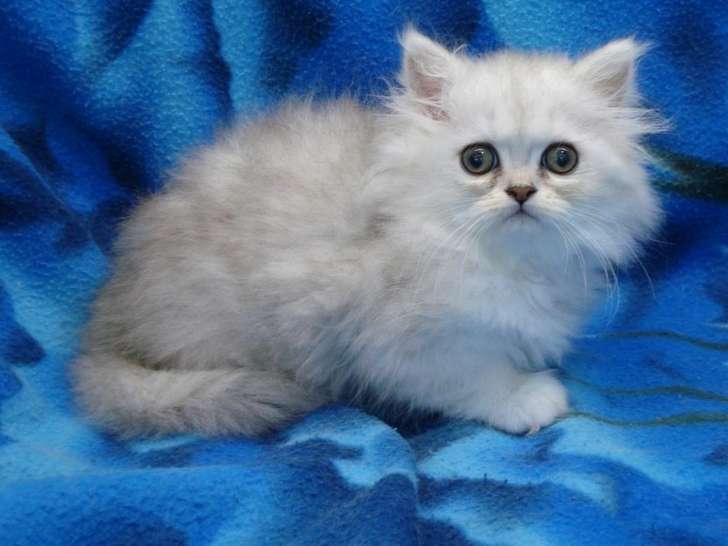À vendre : une chatonne Persan LOOF