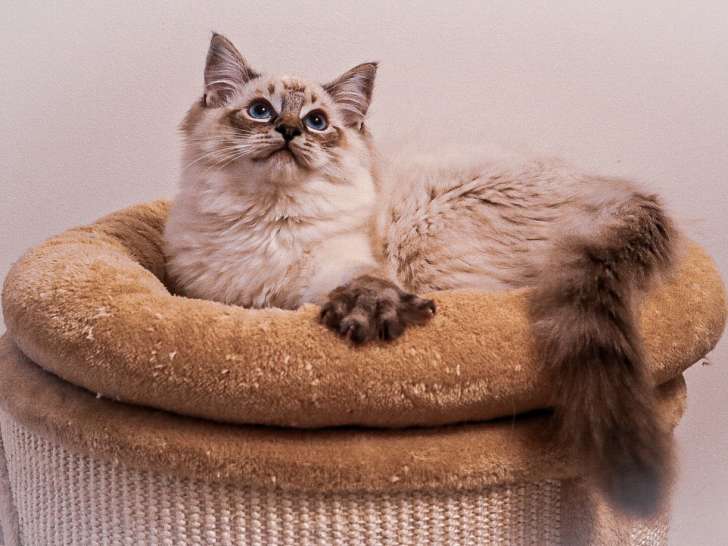 Chaton Ragdoll lynx sublime