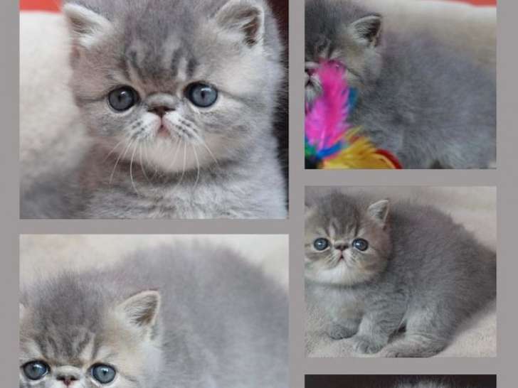 Des chatons Exotic Shorthairs et persan à vendre