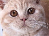 Chaton British Shorthair au pelage crème à vendre
