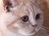 Chaton British Shorthair au pelage crème à vendre