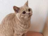 Chaton British Shorthair au pelage crème à vendre