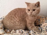 Chaton British Shorthair au pelage crème à vendre