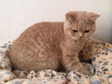 Chaton British Shorthair au pelage crème à vendre