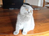 &Agrave; vendre des chatons British et Scottish LOOF