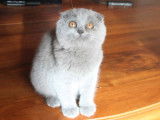 &Agrave; vendre des chatons British et Scottish LOOF