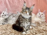 Un chaton Maine Coon brown tabby et blanc à acheter (LOOF)