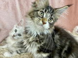 Un chaton Maine Coon brown tabby et blanc à acheter (LOOF)