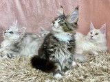 Un chaton Maine Coon brown tabby et blanc à acheter (LOOF)