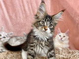 Un chaton Maine Coon brown tabby et blanc à acheter (LOOF)